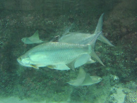 Фото Большеглазая сельдь