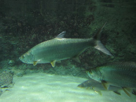 Фото Большеглазая сельдь