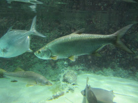 Фото Большеглазая сельдь