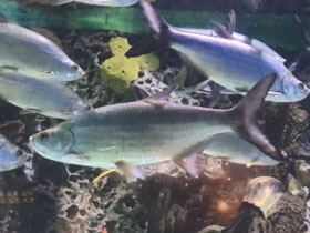 Фото Атлантический тарпон