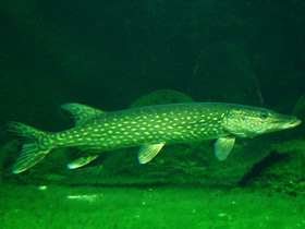 Смотреть фото Щукообразные Фото Щукообразные