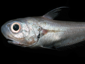 Фото Тупорылый макрурус