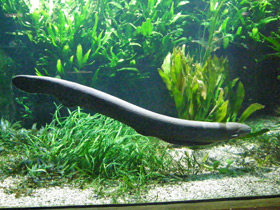 Фото Электрический угорь