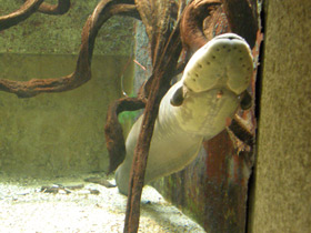 Фото Электрический угорь