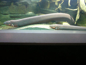 Фото Электрический угорь