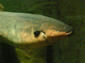 Фото Электрический угорь