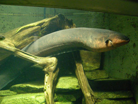 Фото Электрический угорь