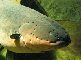 Фото Электрический угорь