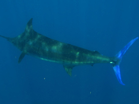 Фото Атлантический голубой марлин