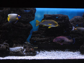 Смотреть фото Звездчатая мурена Фото Звездчатая мурена