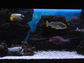 Смотреть фото Звездчатая мурена Фото Звездчатая мурена