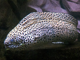 Леопардовая мурена