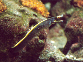 Носатая мурена