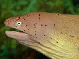 Смотреть фото Перечная мурена Фото Перечная мурена