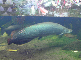 Фото Арапаима