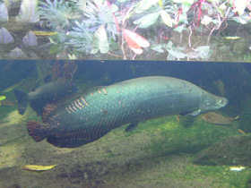 Фото Арапаима