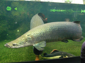 Фото Арапаима