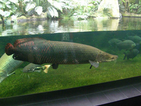 Фото Арапаима