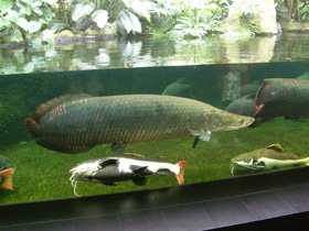 Фото Арапаима
