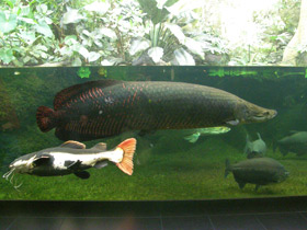 Фото Арапаима