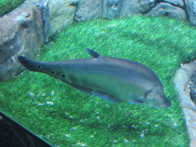 Фото Индийский глазчатый нож