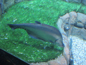 Фото Индийский глазчатый нож