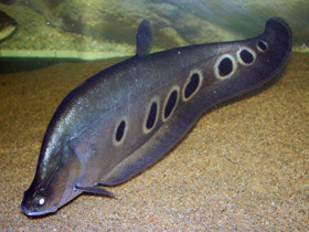 Фото Индийский глазчатый нож