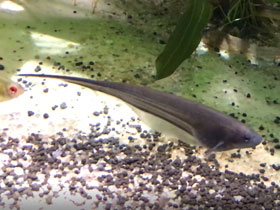 Фото Стеклянный нож