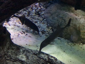 Фото Нильский слоник