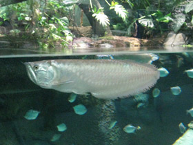 Фото Аравана