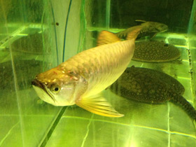 Фото Чёрная аравана