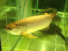 Фото Чёрная аравана