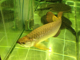 Фото Чёрная аравана