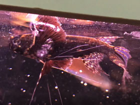 Фото Пантодон-бабочка