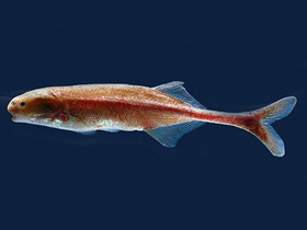 Фото Длиннохвостый парамормиропс