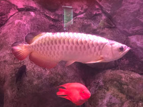 Фото Золотая аравана