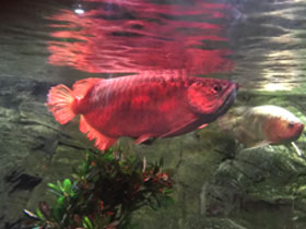 Фото Золотая аравана