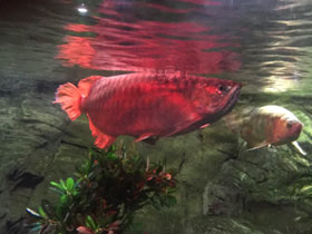 Фото Золотая аравана