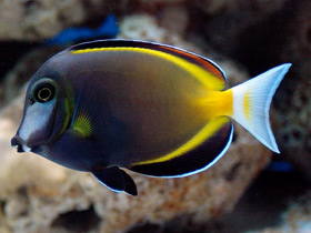 Фото Японский, или бронзовый хирург