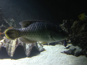 Смотреть фото Полосатый хирург-ктенохет Фото Полосатый хирург-ктенохет