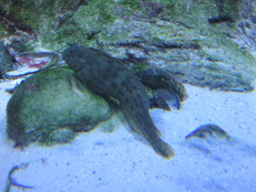 Смотреть фото Морская собачка Фото Морская собачка