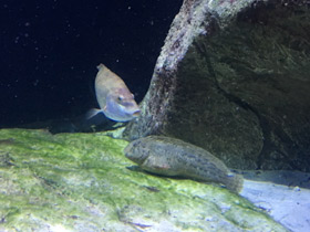 Смотреть фото Морская собачка Фото Морская собачка