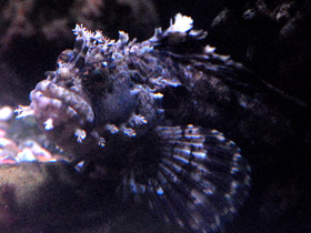 Смотреть фото Японская мохнатоголовая собачка Фото Японская мохнатоголовая собачка