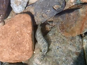 Фото Морская собачка-павлин