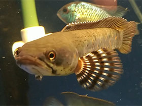 Змееголовые