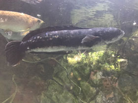 Фото Змееголов красный – для фанатов