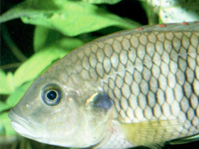 Фото Бенитохромис батези