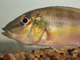 Фото Хромидотилярия гюнтера