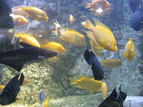 Смотреть фото Лимонная цихлазома Фото Лимонная цихлазома