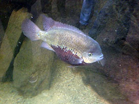 Смотреть фото Цихлида Пантано Фото Цихлида Пантано